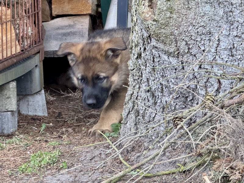Deutsche Schäferhund Welpen reine DDR Linie