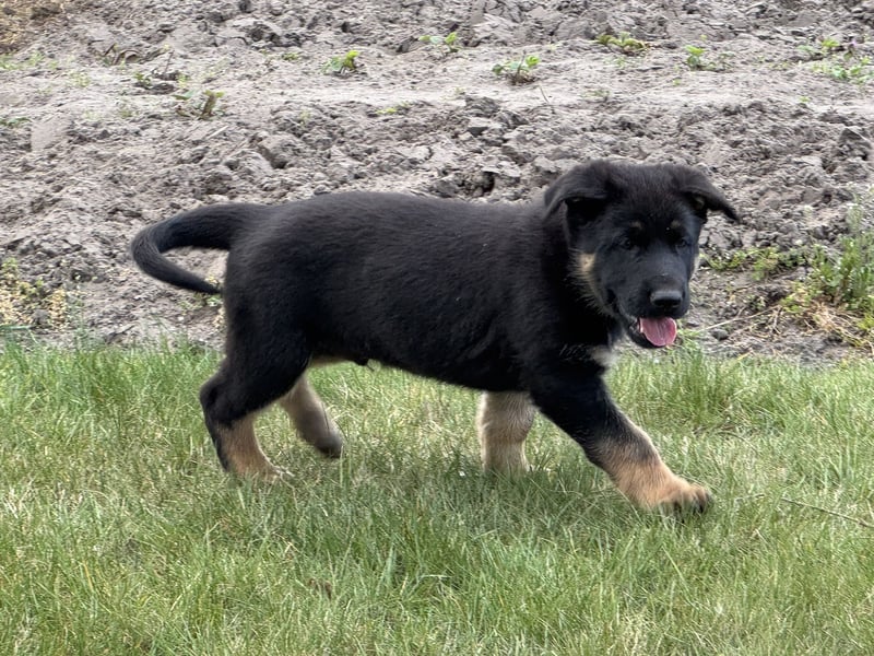 Deutsche Schäferhund Welpen reine DDR Linie