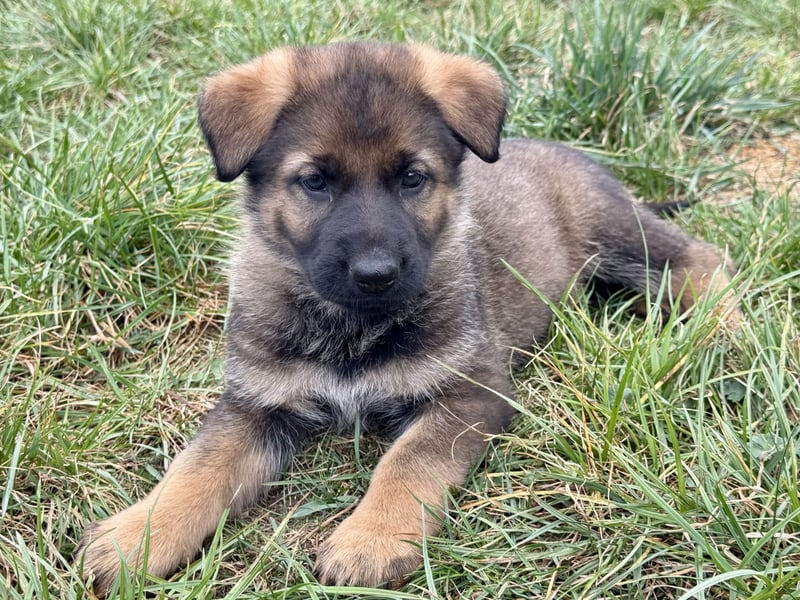 Deutsche Schäferhund Welpen reine DDR Linie