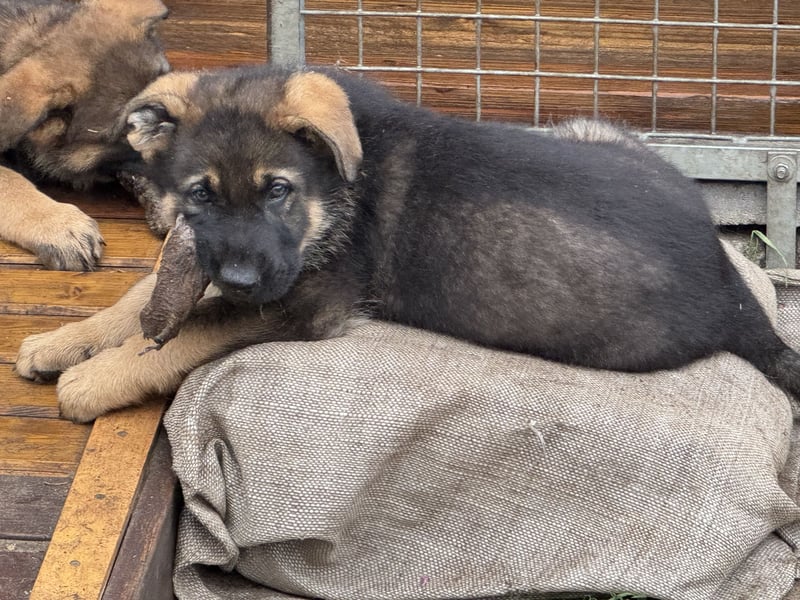 Deutsche Schäferhund Welpen reine DDR Linie