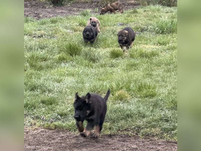 Deutsche Schäferhund Welpen reine DDR Linie