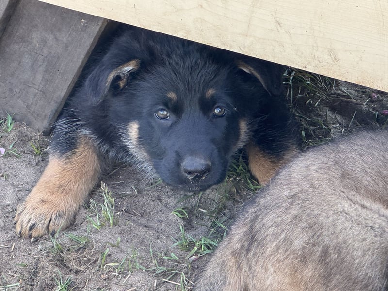 Deutsche Schäferhund Welpen reine DDR Linie