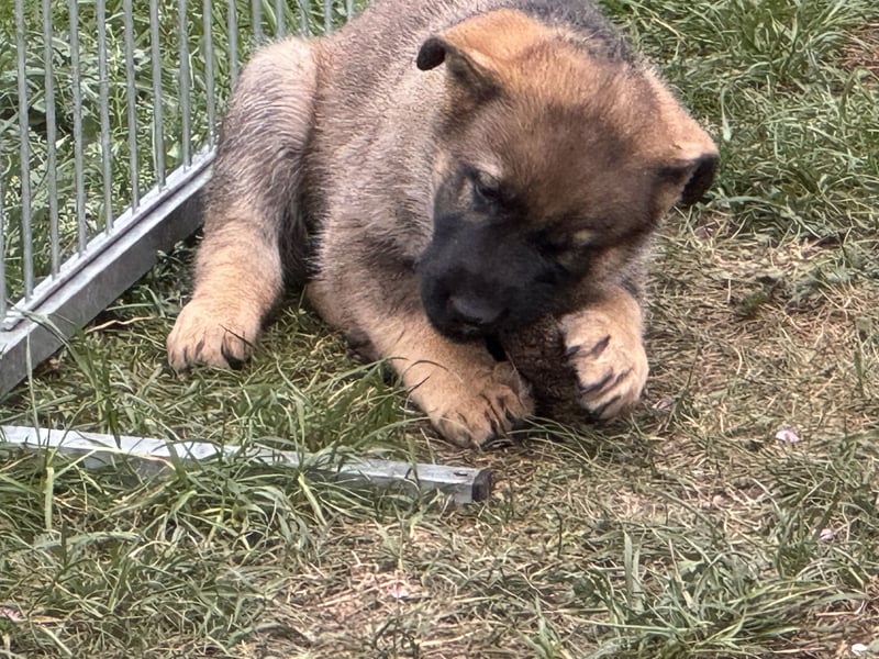 Deutsche Schäferhund Welpen reine DDR Linie