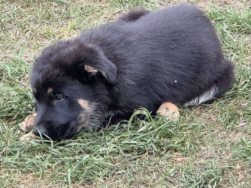 Deutsche Schäferhund Welpen reine DDR Linie