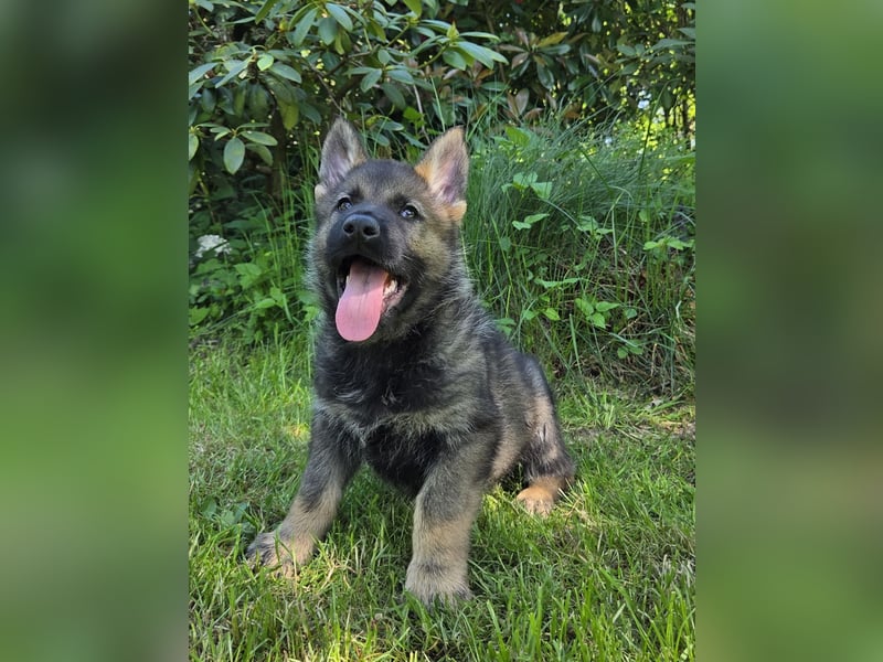 Schäferhund, Welpen, gerader Rücken, SV Papiere