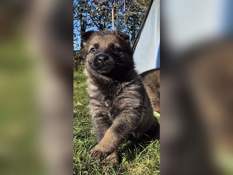 Schäferhund, Welpen, gerader Rücken, SV Papiere