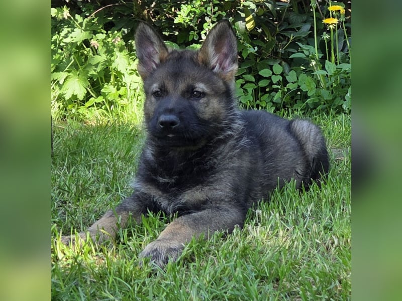 Schäferhund, Welpen, gerader Rücken, SV Papiere