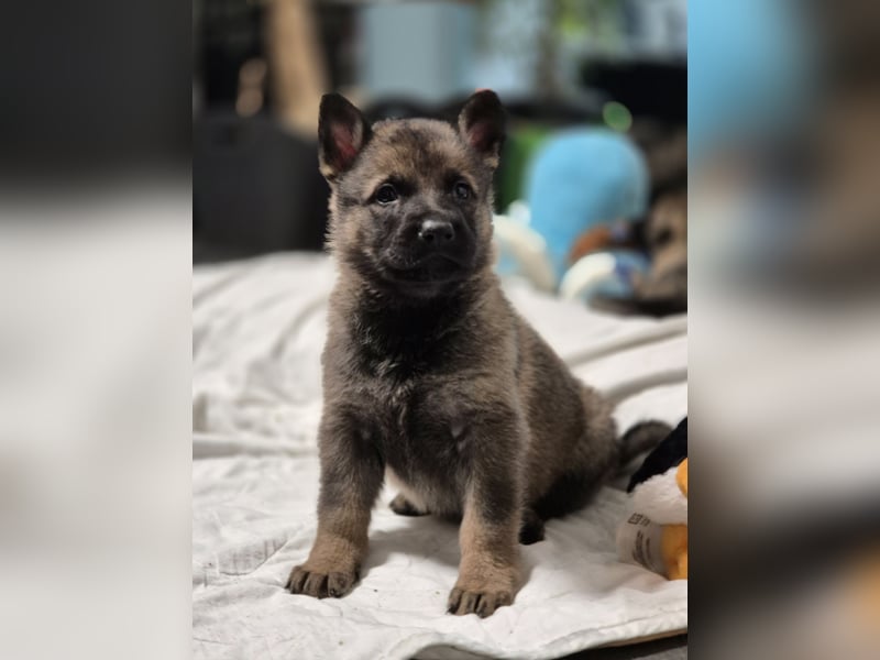Schäferhund, Welpen, gerader Rücken, SV Papiere