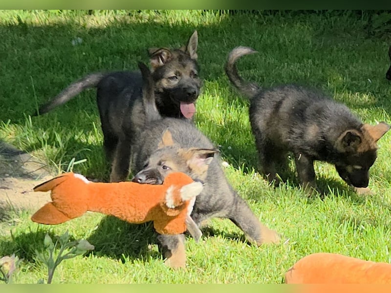 Schäferhund, Welpen, gerader Rücken, SV Papiere