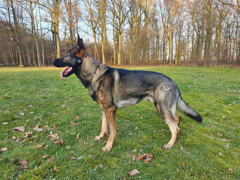 4 jähriger DSH in grau IGP 3, SV Papiere sucht ein neues zu Hause