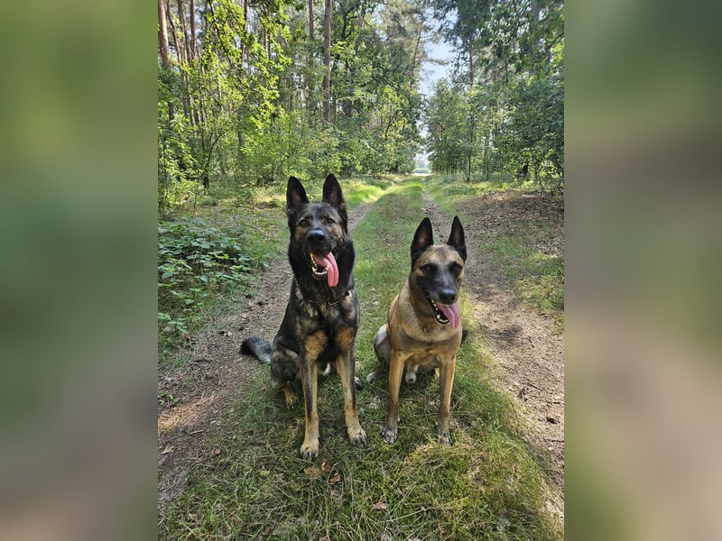 4 jähriger DSH in grau IGP 3, SV Papiere sucht ein neues zu Hause