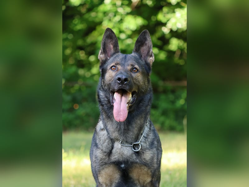 4 jähriger DSH in grau IGP 3, SV Papiere sucht ein neues zu Hause