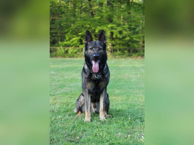 4 jähriger DSH in grau IGP 3, SV Papiere sucht ein neues zu Hause