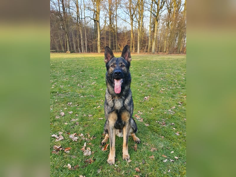4 jähriger DSH in grau IGP 3, SV Papiere sucht ein neues zu Hause