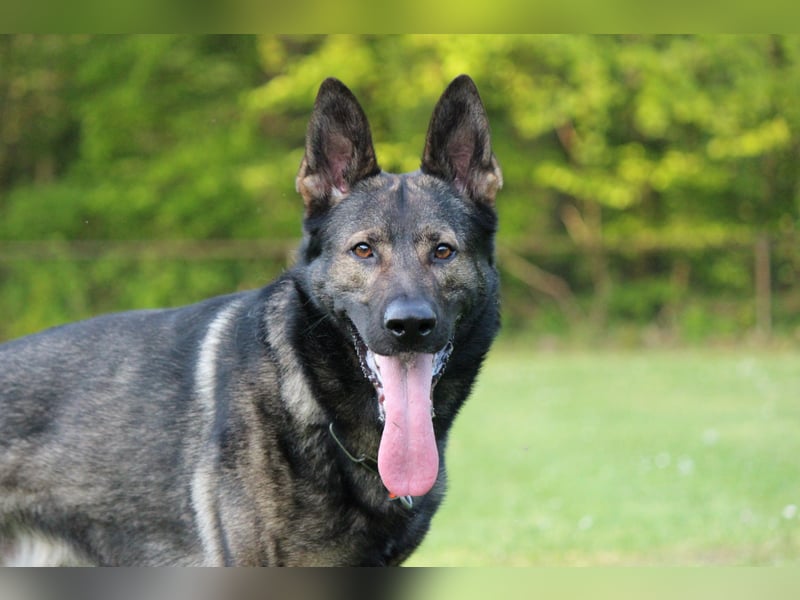 4 jähriger DSH in grau IGP 3, SV Papiere sucht ein neues zu Hause