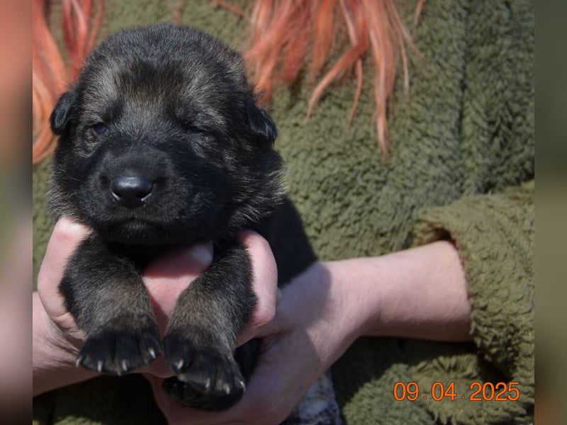 Dunkelgraue Schäferhunde aus Kör-u.Leistungzucht