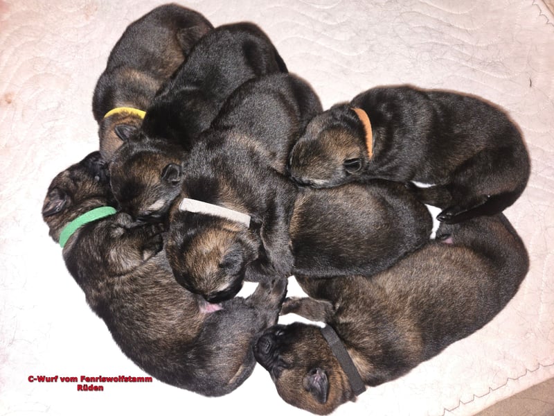 Dunkelgraue Schäferhunde aus Kör-u.Leistungzucht