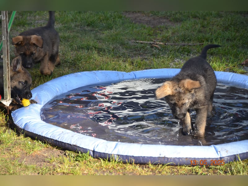 Dunkelgraue Schäferhunde aus Kör-u.Leistungzucht