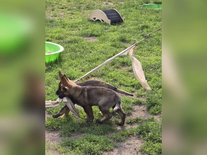 Dunkelgraue Schäferhunde aus Kör-u.Leistungzucht