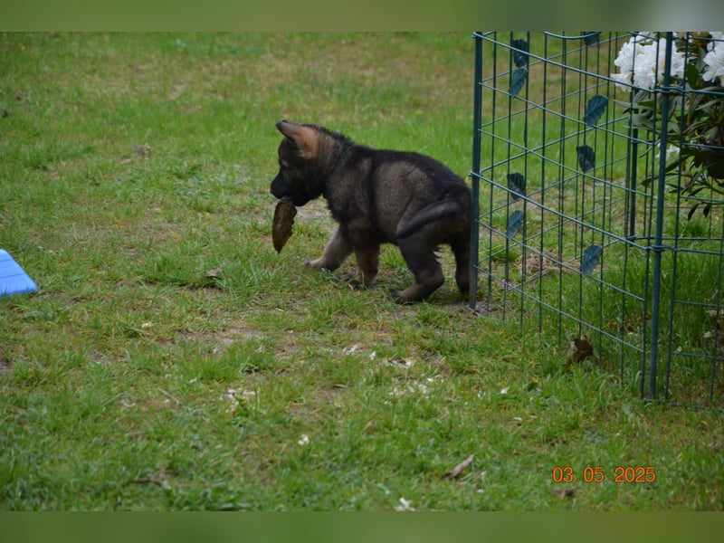 Dunkelgraue Schäferhunde aus Kör-u.Leistungzucht