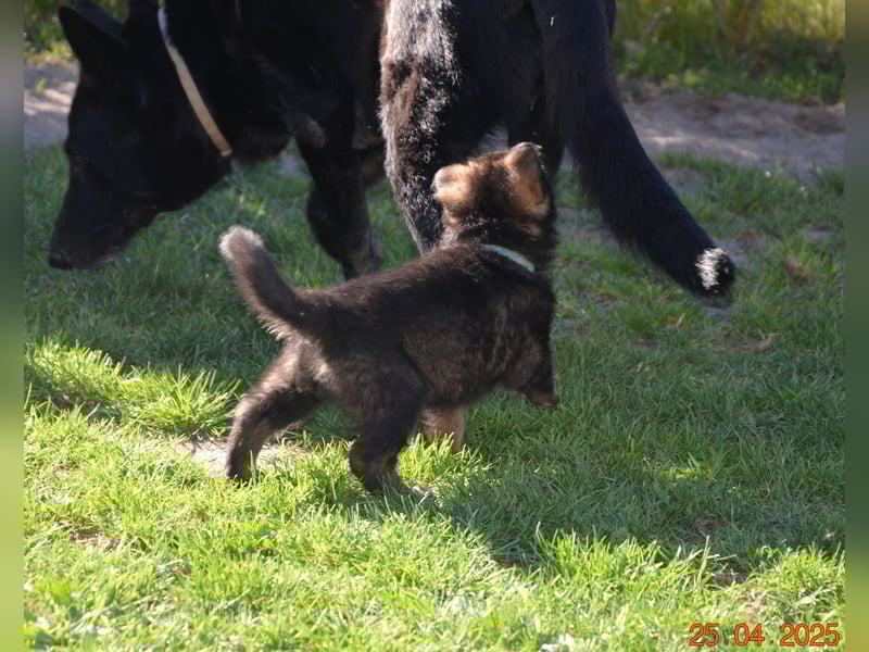 Dunkelgraue Schäferhunde aus Kör-u.Leistungzucht
