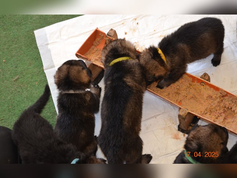 Dunkelgraue Schäferhunde aus Kör-u.Leistungzucht