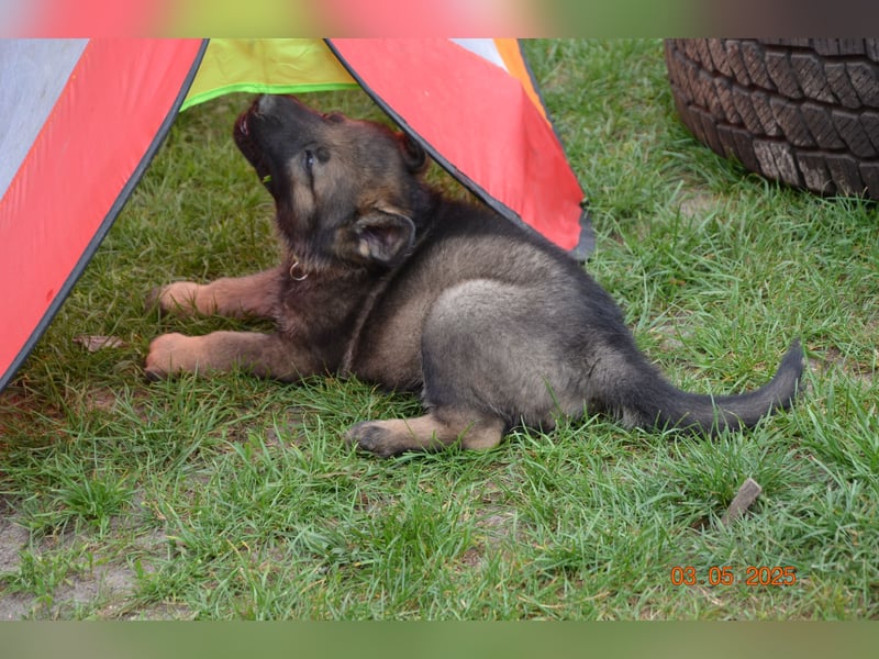 Dunkelgraue Schäferhunde aus Kör-u.Leistungzucht