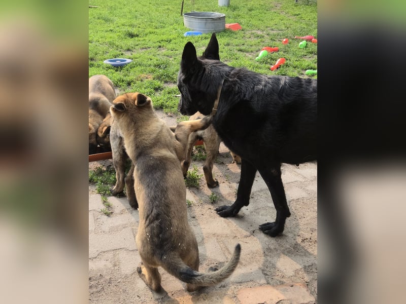 Dunkelgraue Schäferhunde aus Kör-u.Leistungzucht