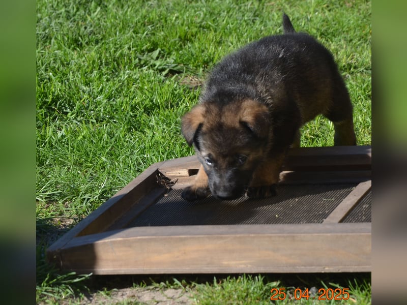 Dunkelgraue Schäferhunde aus Kör-u.Leistungzucht