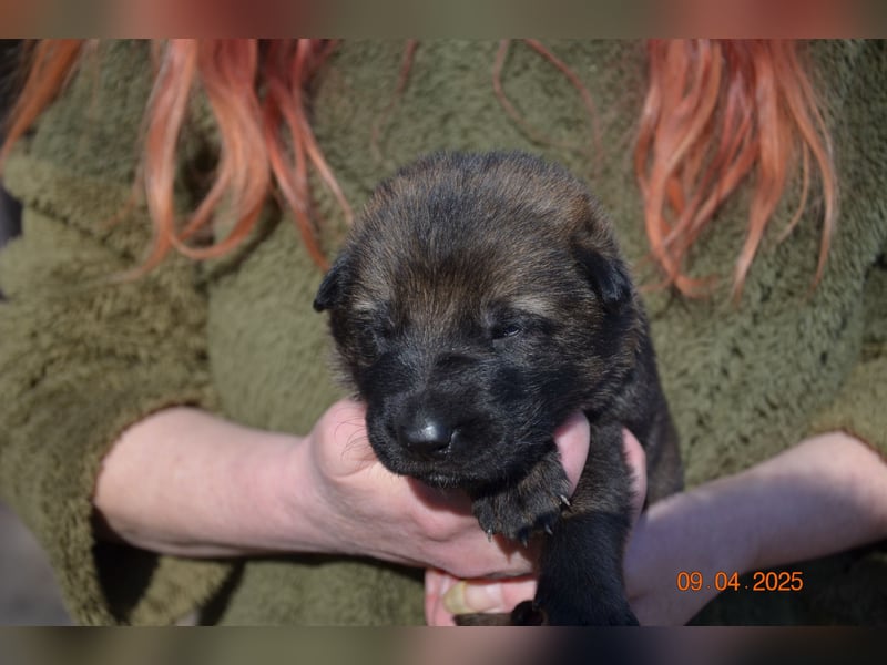 Dunkelgraue Schäferhunde aus Kör-u.Leistungzucht