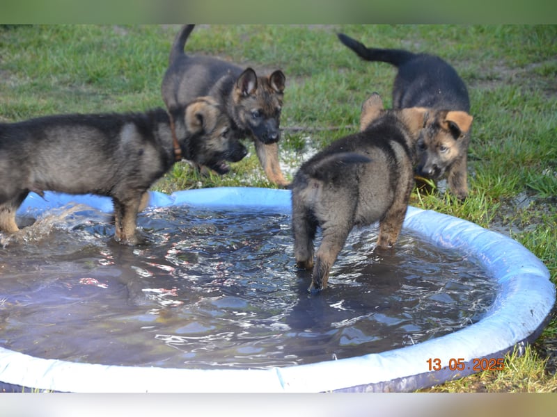 Dunkelgraue Schäferhunde aus Kör-u.Leistungzucht