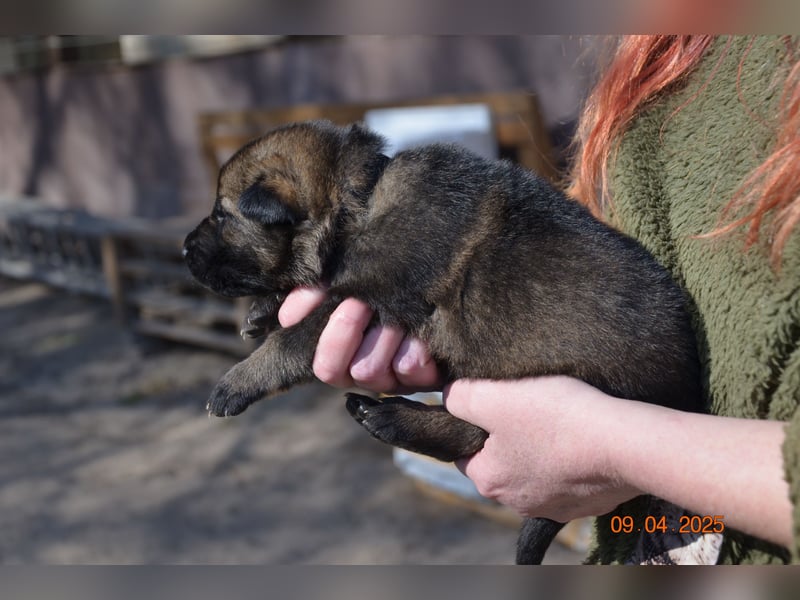 Dunkelgraue Schäferhunde aus Kör-u.Leistungzucht