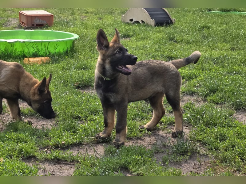 Dunkelgraue Schäferhunde aus Kör-u.Leistungzucht