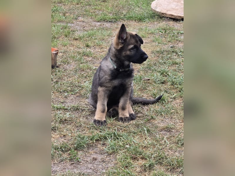 Dunkelgraue Schäferhunde aus Kör-u.Leistungzucht
