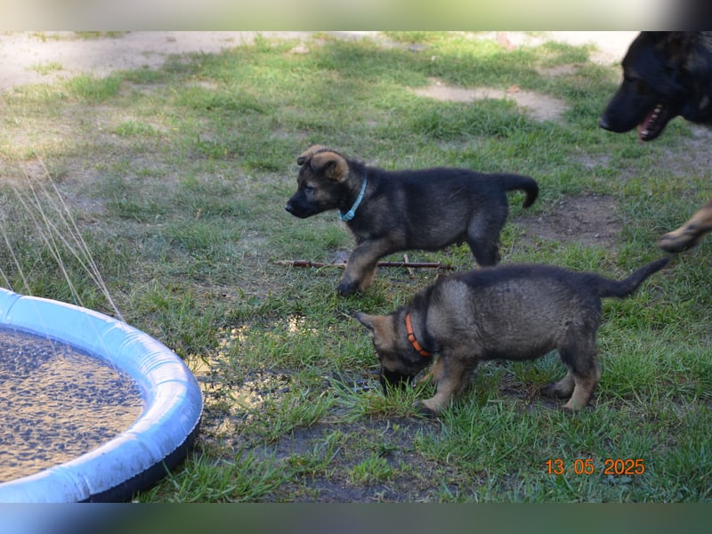 Dunkelgraue Schäferhunde aus Kör-u.Leistungzucht