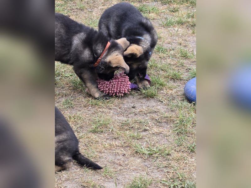 Dunkelgraue Schäferhunde aus Kör-u.Leistungzucht