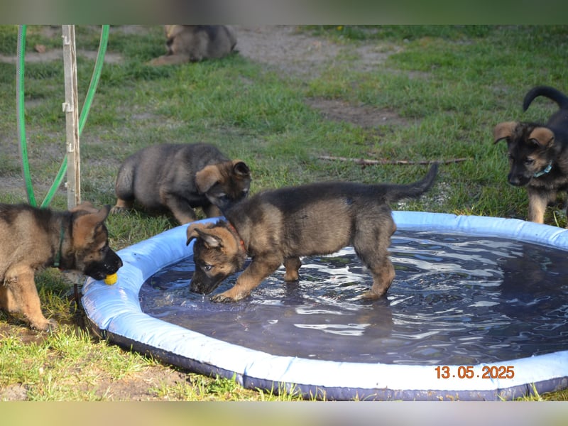 Dunkelgraue Schäferhunde aus Kör-u.Leistungzucht