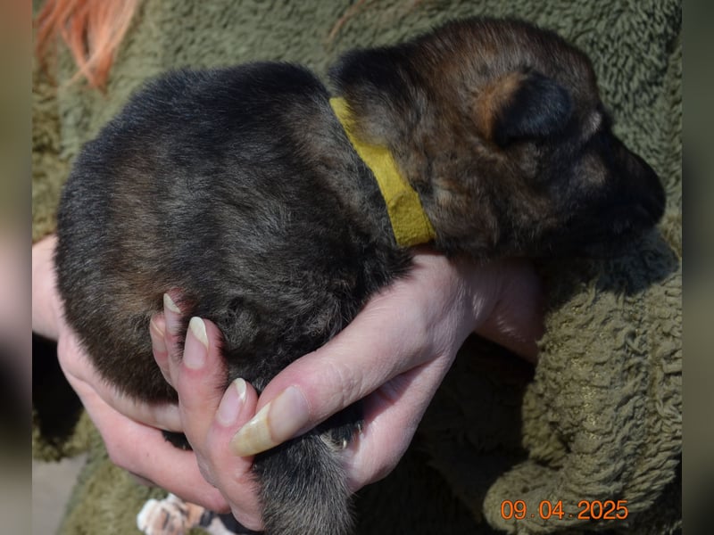 Dunkelgraue Schäferhunde aus Kör-u.Leistungzucht