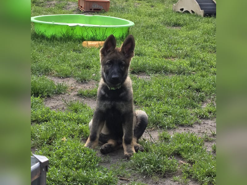 Dunkelgraue Schäferhunde aus Kör-u.Leistungzucht