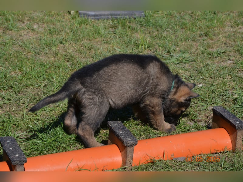 Dunkelgraue Schäferhunde aus Kör-u.Leistungzucht