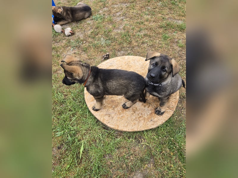 Dunkelgraue Schäferhunde aus Kör-u.Leistungzucht