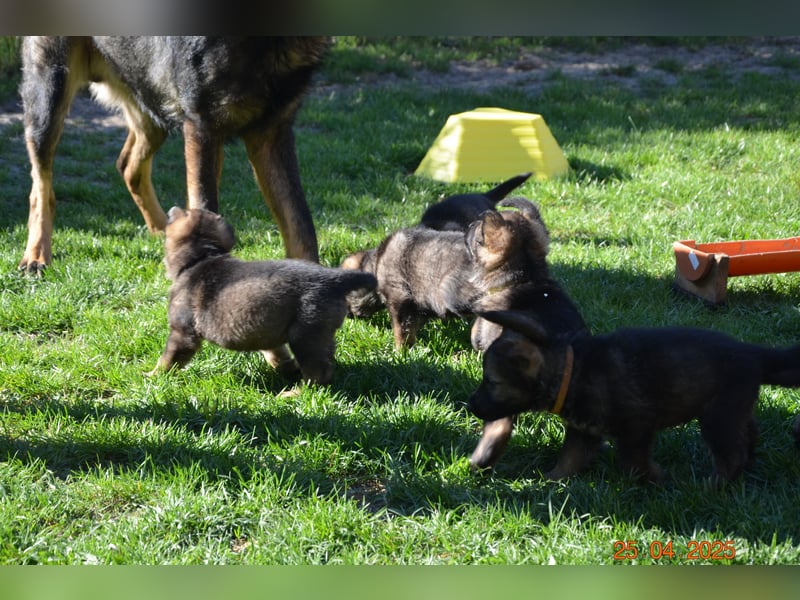 Dunkelgraue Schäferhunde aus Kör-u.Leistungzucht