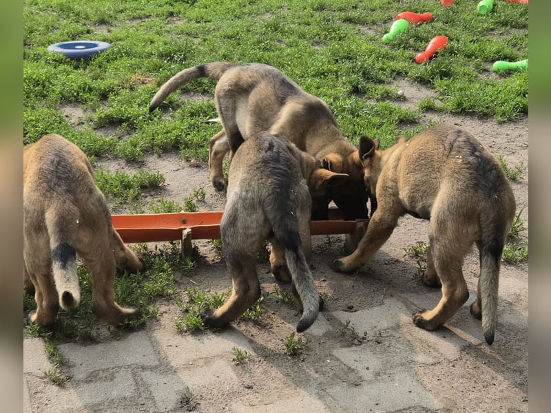 Dunkelgraue Schäferhunde aus Kör-u.Leistungzucht
