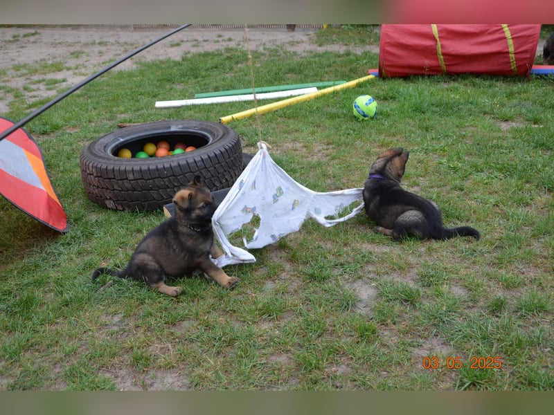 Dunkelgraue Schäferhunde aus Kör-u.Leistungzucht