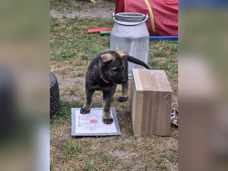 Dunkelgraue Schäferhunde aus Kör-u.Leistungzucht