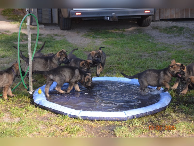 Dunkelgraue Schäferhunde aus Kör-u.Leistungzucht
