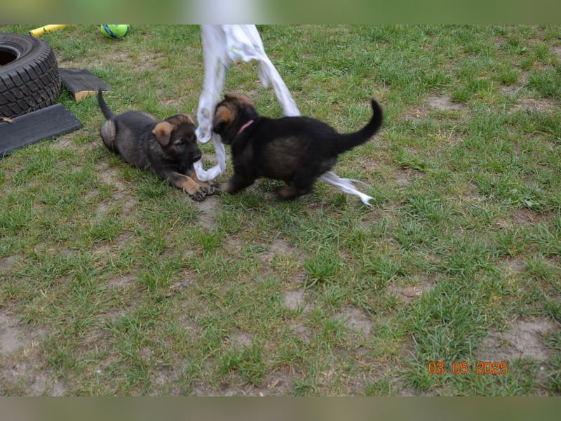 Dunkelgraue Schäferhunde aus Kör-u.Leistungzucht