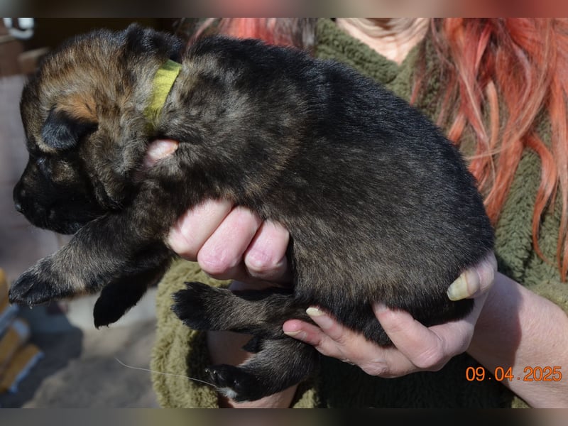 Dunkelgraue Schäferhunde aus Kör-u.Leistungzucht