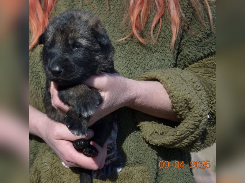 Dunkelgraue Schäferhunde aus Kör-u.Leistungzucht