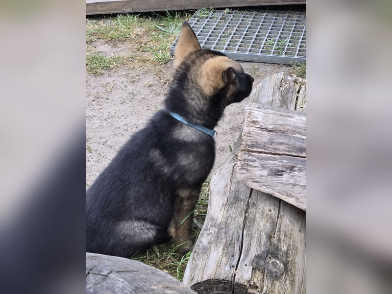 Dunkelgraue Schäferhunde aus Kör-u.Leistungzucht